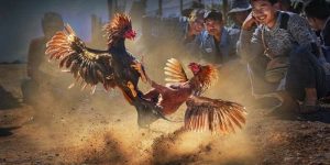 Đá Gà 88 tại BET88 là một trải nghiệm ấn tượng