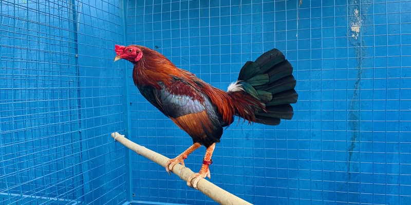 Đá gà tre là sàn đấu của những chiến kê có phong cách tấn công nhanh, linh hoạt